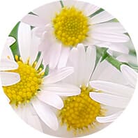 Chamomile image